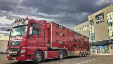 A fost lansat un ghid european privind transportul animalelor vii