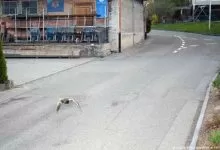 O rață sălbatică a fost suprinsă zburând cu viteză mare în localitate