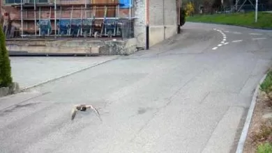 O rață sălbatică a fost suprinsă zburând cu viteză mare în localitate 3 O rață sălbatică a fost suprinsă zburând cu viteză mare în localitate