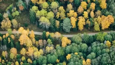 Scania va organiza în cadrul companiei Ziua Climatului