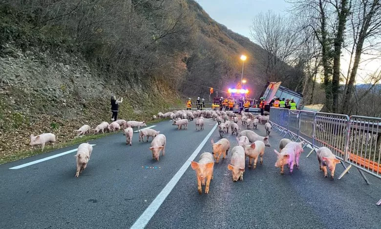 Un camion încărcat cu peste 800 de purcei s-a răsturnat la Luscan în Franța