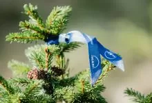 ”MAN plantează un viitor curat”, proiectul de împădurire a zonei Ghimeș Făget 11 ”MAN plantează un viitor curat”, inițiativa de împădurire din zona Ghimeș Făget