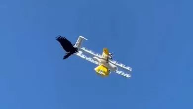 Livrările cu drone din Australia, suspendate după atacurile ciorilor (VIDEO)