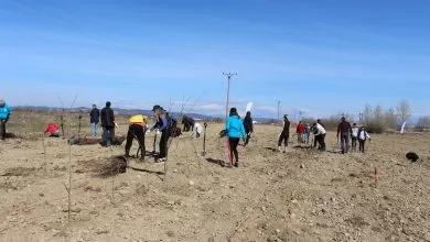 Mercedes plantează un copac pentru fiecare camion și autobuz înmatriculat în România