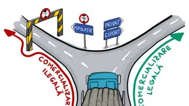 Efectul OUG 134/2022. Peste 40% dintre transporturile de lemne sunt ilegale!