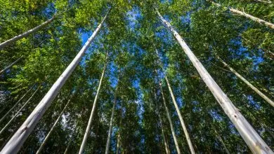 Totul despre Mecanismul de ajustare a emisiilor de carbon la graniță (CBAM)