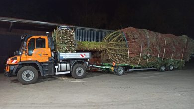 Unimog a transportat un brad de Crăciun între Paderborn și Berlin
